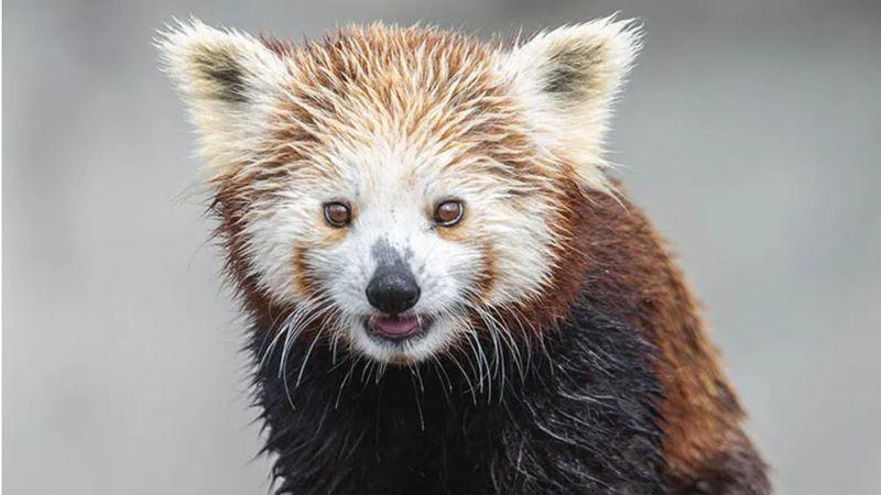 Panda roux dans le parc Bio-Topia